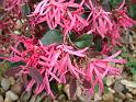 Loropetalum pink_1